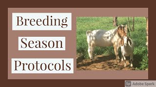 How We Prepare Boer Goats for Breeding Season - Our Breeding Season Protocols
