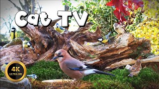 Cat TV for Cats to Watch 🐈 - JAY & TITMICE 🐦‍⬛ (4K) by Birdies Buddies 2,551 views 1 month ago 7 hours, 2 minutes