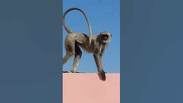 Monkey long jumping