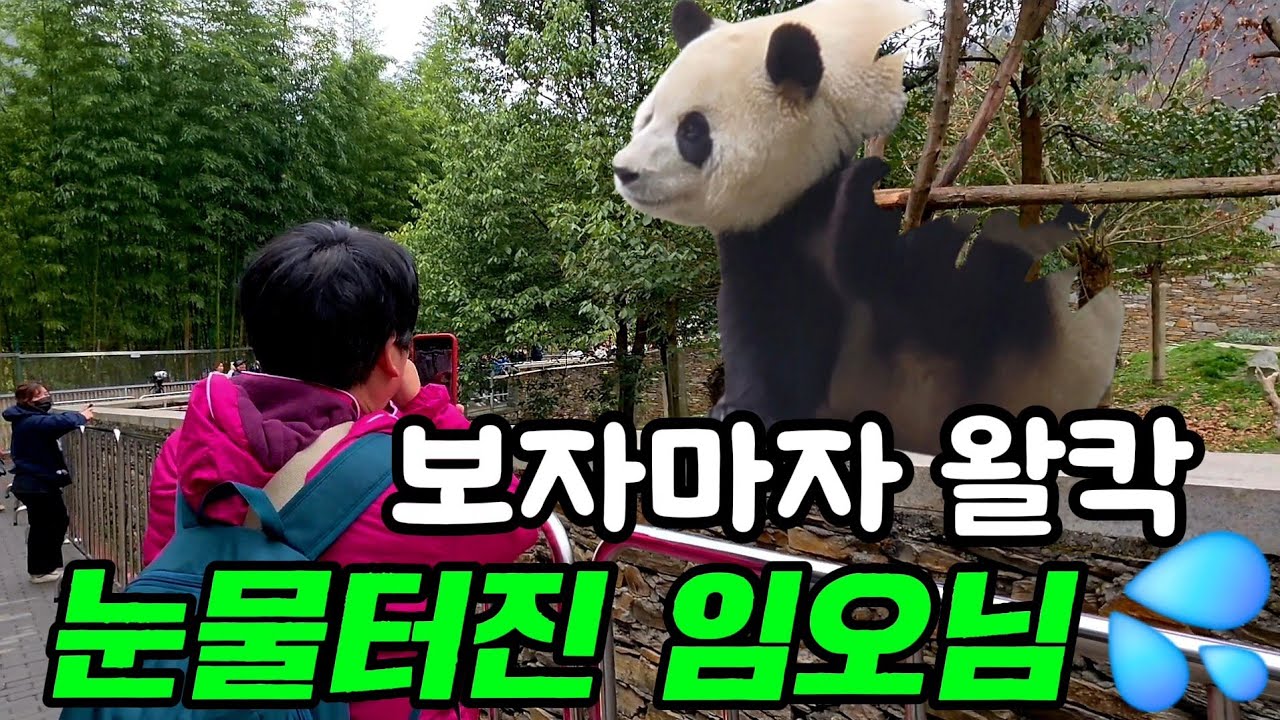 26.3.6 오전2 푸바오실시간 푸야 찐사랑 중국임오님~오전 밥 패쓰하고 문앞에 누워버린푸😍사육사님들이 문을 열수가 없네💤  #푸바오 #푸바오실시간 #푸바오근황