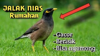 INFO BURUNG Jalak Nias bisa menirukan suara manusia