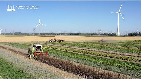Terugblik op de teelt van veldbonen in 2025 op Boerderij van de Toekomst - Flevoland
