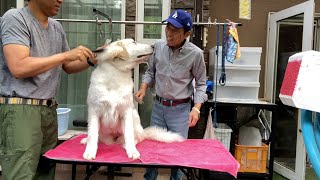【ルンルンの裏庭】直ぐに座ってしまうブラッシング中のリリー