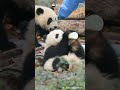 Wherever There Is Bottled Milk, There Are Baby Pandas | iPanda #shorts