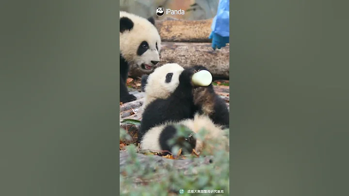 Wherever There Is Bottled Milk, There Are Baby Pandas | iPanda #shorts - DayDayNews