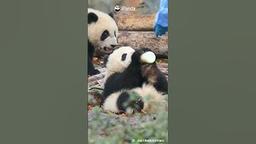 Wherever There Is Bottled Milk, There Are Baby Pandas | iPanda #shorts