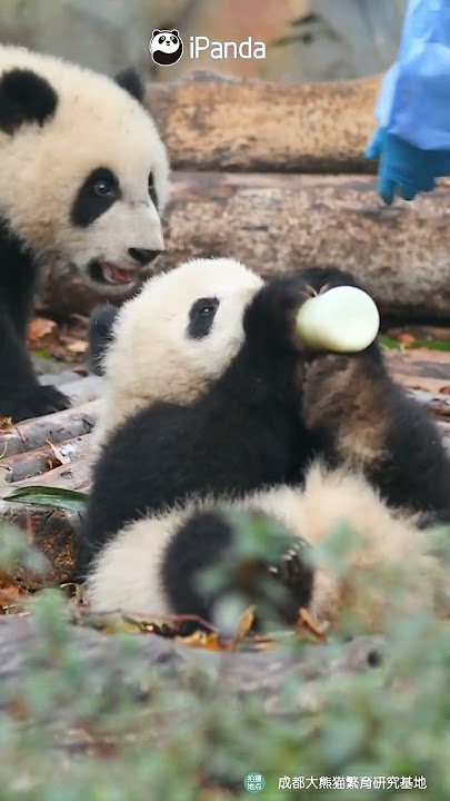 Wherever There Is Bottled Milk, There Are Baby Pandas | iPanda #shorts