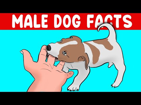 12 Surprising Facts About Male Dogs