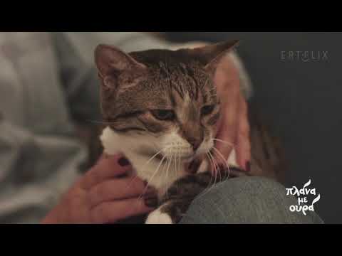 Βίντεο: Γιατί μια ενήλικη γάτα άρχισε να χάνεται στο κρεβάτι