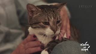 Γιατί μας δαγκώνει μια ενήλικη γάτα; | 09/04/2021 | ΕΡΤ
