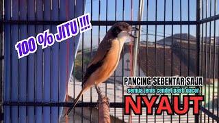 cendet gacor AMPUH TOET TOET FULL MATERI PANCINGAN CENDET AGAR BUNYI bikin BURUNG PENTET GACOR AKTIF