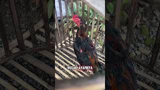 Download Lagu efek habis di jemur di kasih minum😱 #ayam #assel #ayambangkok #roosterfarm #chicken #swataseels MP3