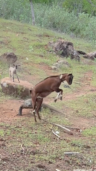 Tense battle between Komodo dragon vs mother goat
