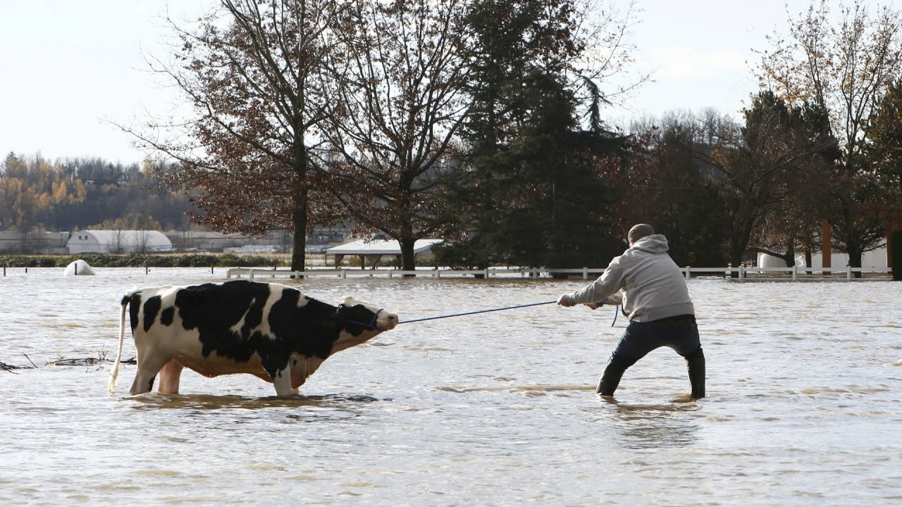 B.C. farmers save Abbotsford cows from flood waters using ...