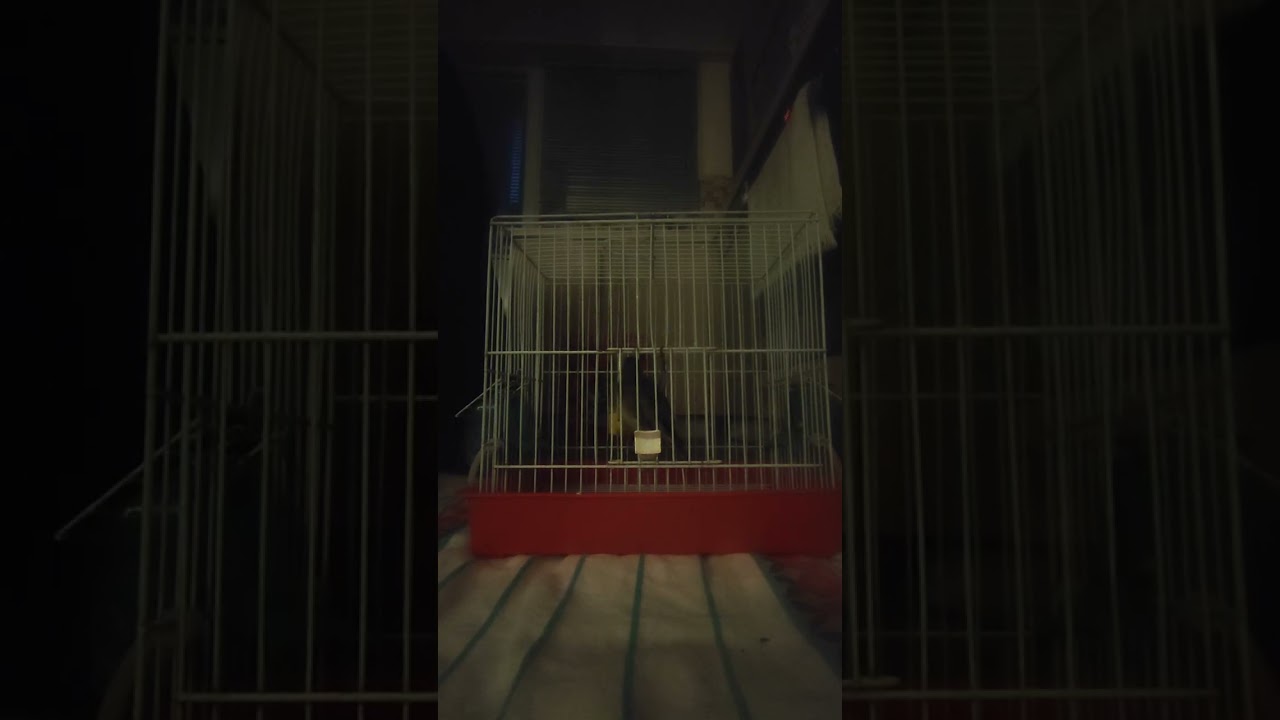 Καρδερινοκάναρο vs ελατ....