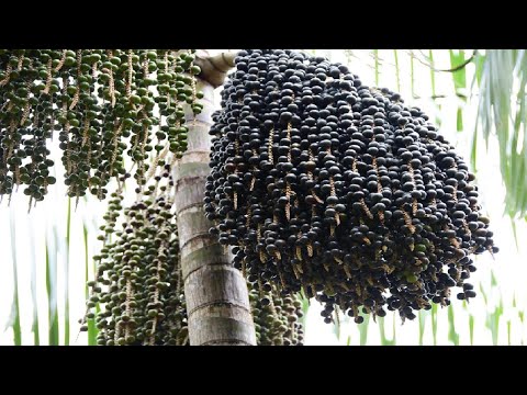 Amazon Gold Berry Harvest - Tropical Berry Cultivation Technology - Acai Berry Processing Factory