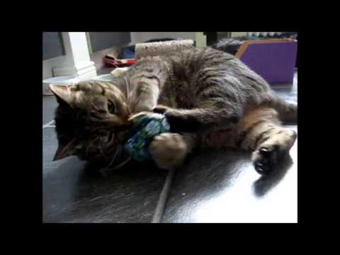 cat แปลว่า New toy