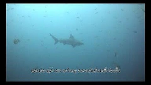 Save Koh Tao Now, HD underwater video, Thailand