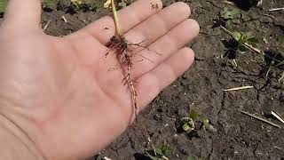 в нас приморозкок знову 🌽 соя 🌱 картопля