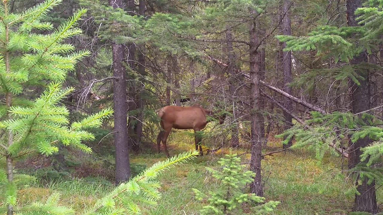 camera iphone 8 plus apk Beautiful Large Elk in Jasper National Park, Alberta, Canada