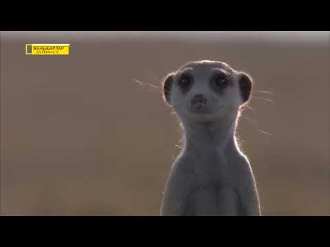 Video: Коёндордогу кенеге чалдыгуу