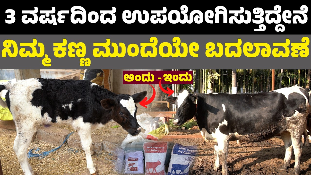 Serval Milk Powder calf II ಅಂದು ಇಂದು ನಿಮ್ಮ ಕಣ್ಣ ಮುಂದೆಯೇ ಬದಲಾವಣೆ 3 ವರ್ಷದಿಂದ ಉಪಯೋಗಿಸುತ್ತಿದ್ದೇನೆ cow