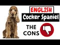 English Cocker Spaniel - The Cons の動画、YouTube動画。