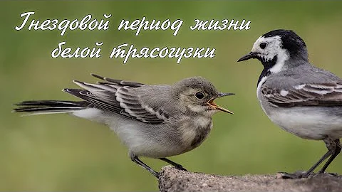 Гнездовой период жизни белой трясогузки.