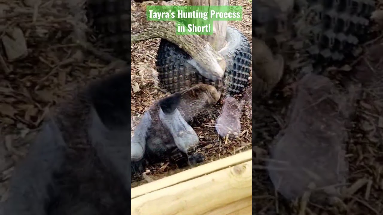 Tayra's Hunting Proecss in Short ! | Natural Hunting Process in Wildlife Park