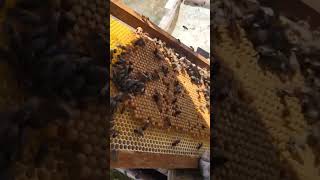 تقسيم النحل | ما شاء الله جميع تقسيمات النحل شهر مارس نجحت