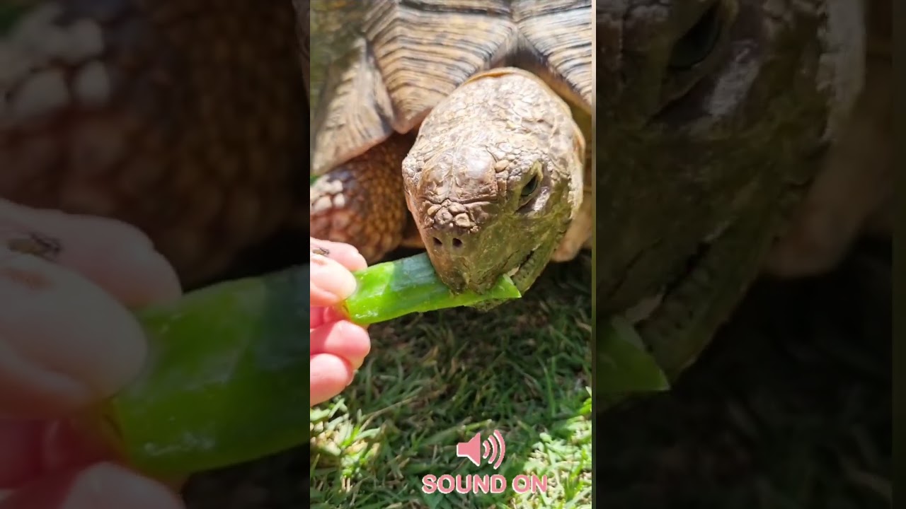 Hand feeding Sheldon 🐢 