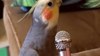 Sultan papağanı  sesi