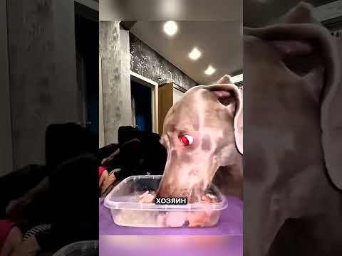 Пёс не прошёл тест на верность 🥹