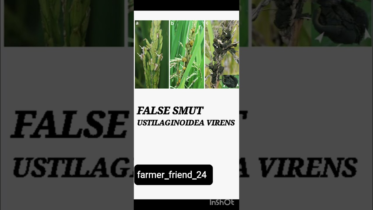 major diseases  of rice