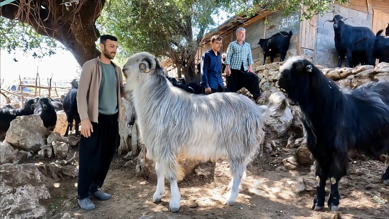 BÖLGENİN DEV KURBANLIKLARI BURDA ‼️2025 KURBANLIK SATIŞI - Osmaniye