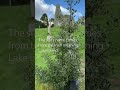 The Ancient Churches of Loughinisland #irishhistory #irishtourism