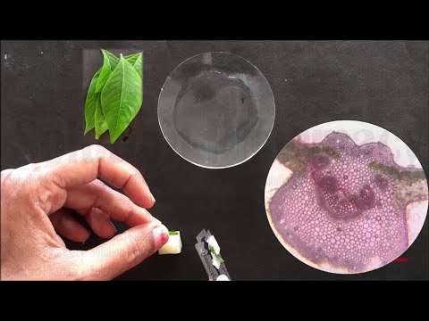 Adhatoda vasaca Leaf = How to Do Section Cutting & Microscopy of Leaf (HINDI) By Solution Pharmacy