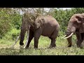 Secrets of the Elephants BTS - Savanna