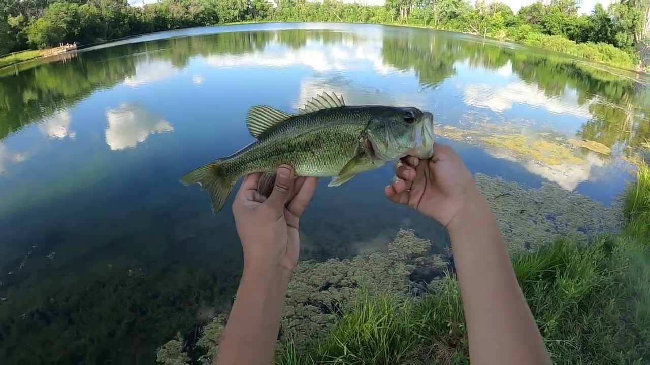 INSANE Bass Fishing at Courthouse Lake (Chaska MN) EPIC Day!