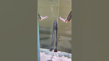 Moray Eel Spits Itself Out Of Magical Animals On TikTok Youth Creator Growth Plan Moray Eel Anim 