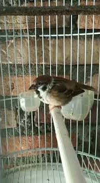 Burung Gereja Tarung Gacor Suara Jernih