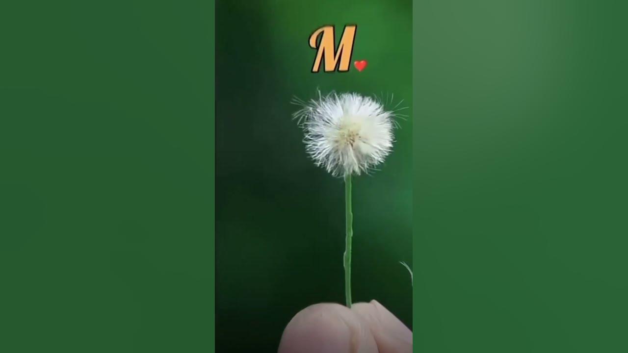 харфи М ️ - YouTube