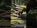 Discovered in China’s fossil-rich Yixian Formation, Sinornithosaurus is a spectacular example o