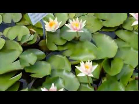 Video: Pflanzen Stärken. Teil 1