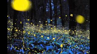 Светлячки в лесах Японии