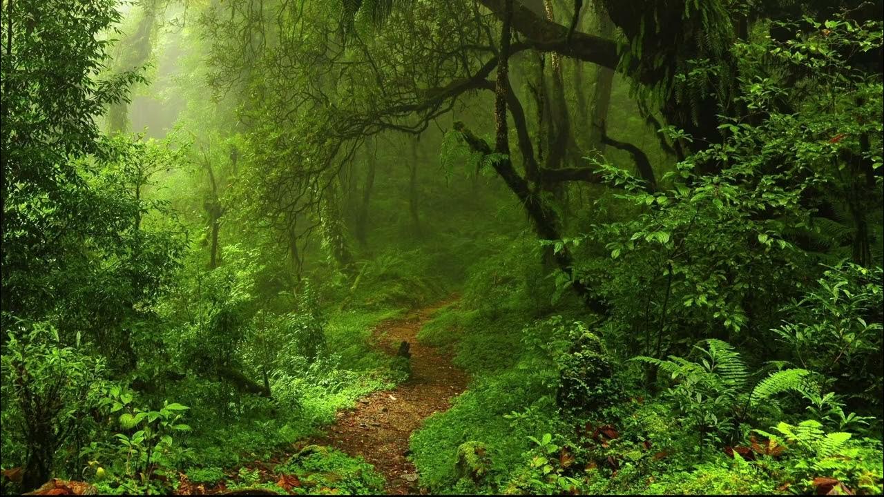 Liquid Jungle Drift π΄ DnB Mix #14 β Light Vocals Liquid Jungle Drift π΄ DnB Mix #14 β Light Vocals