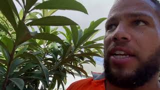 Advanced Lawn Garden On Trimming Jasmine