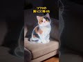 【涙腺崩壊】「もういない」あの子が、今夜あなたの夢に現れる理由 #猫のいる暮らし