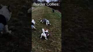 Border Collies vs. Other Dogs