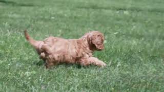 Daniel Miller's Cavalier Puppies